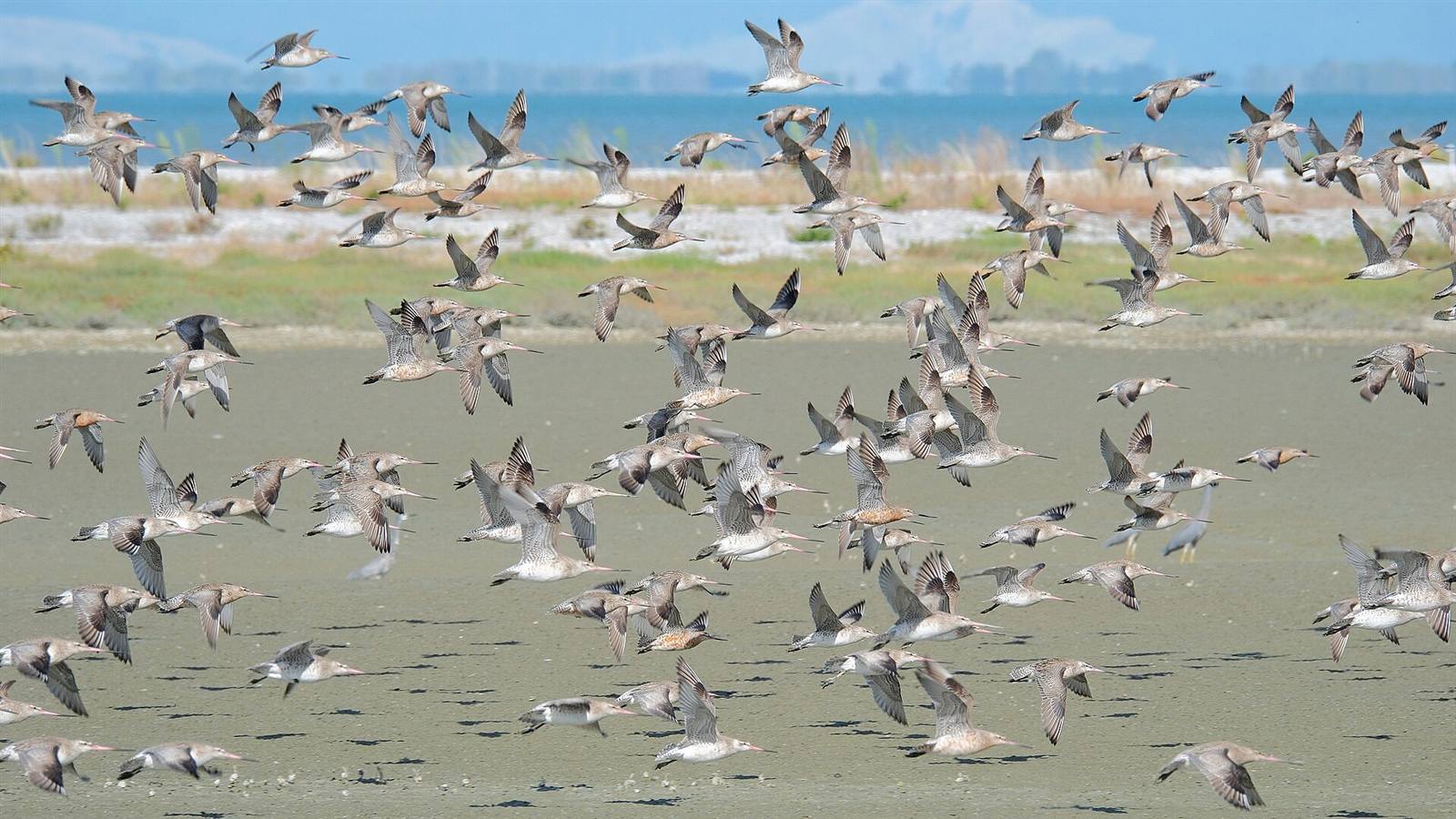 A flock of bar-tailed godwits flying low over estuary mudflats