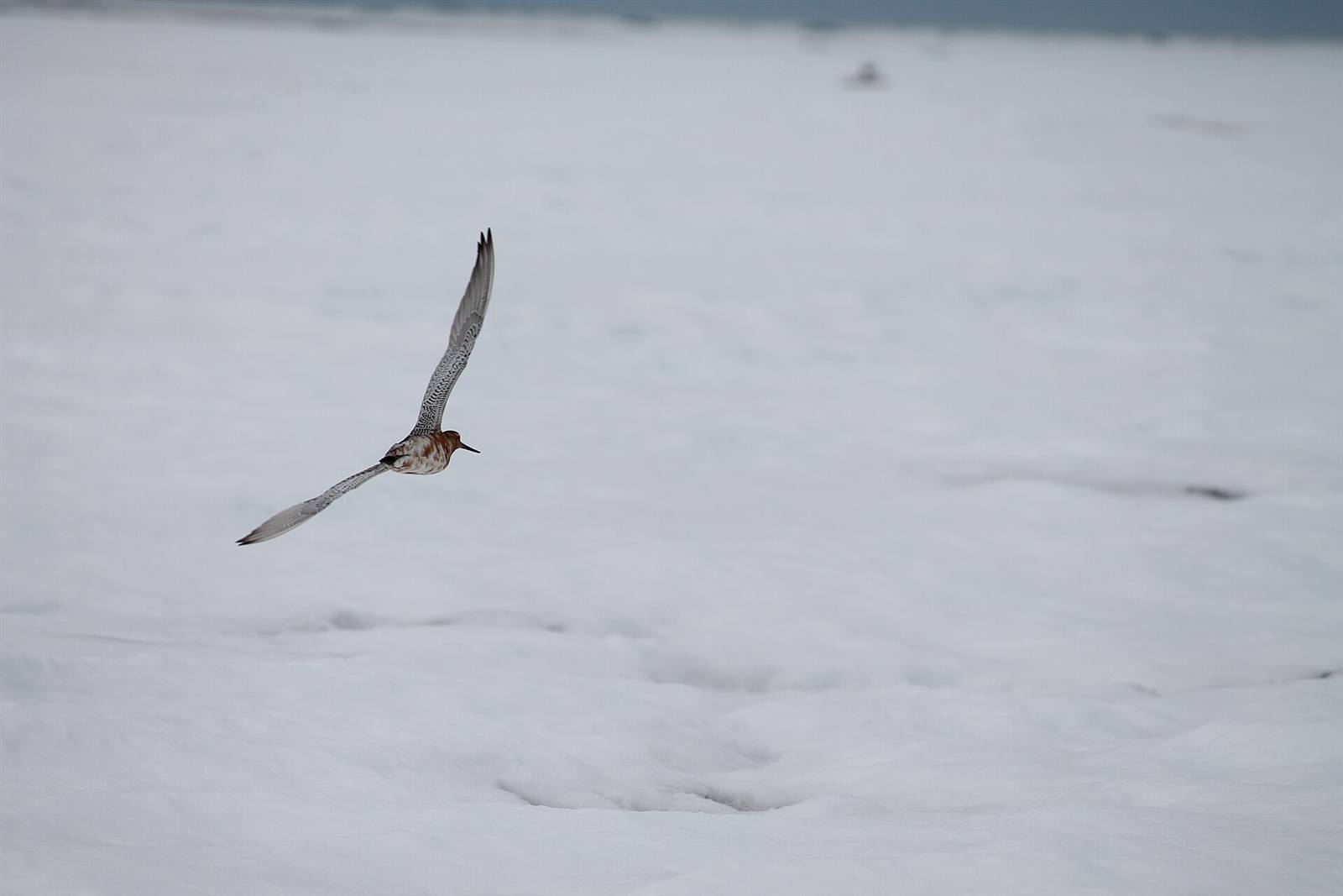 A single bar-tailed godwit in flight over pale water